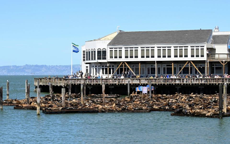 Around 820 sea lions bask in the sun on the San Francisco pier