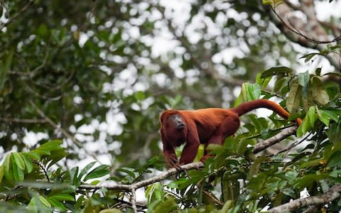 Red howler - Credit: Getty