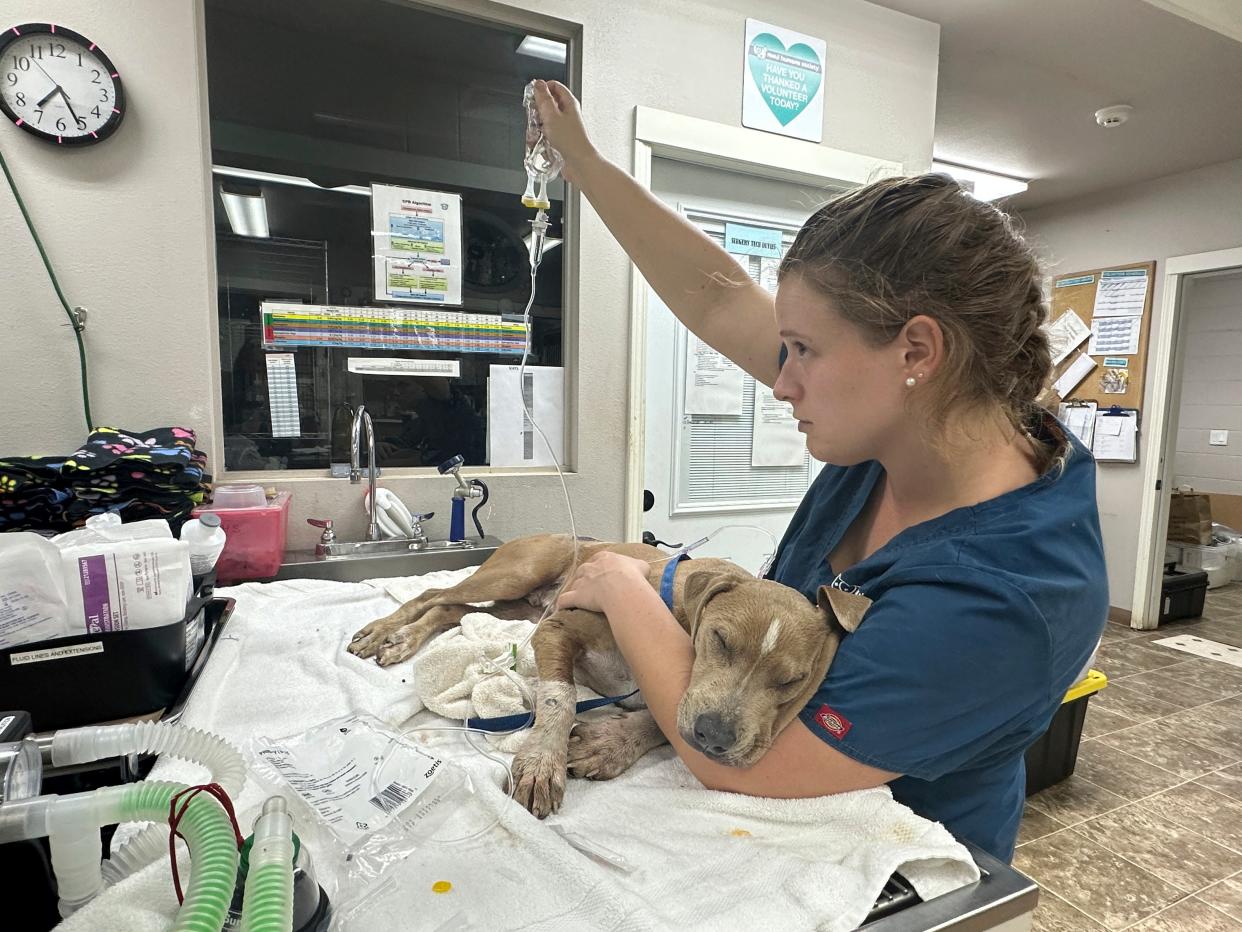 An injured dog is treated at Maui Humane Society in Lahaina, Hawaii (AP)