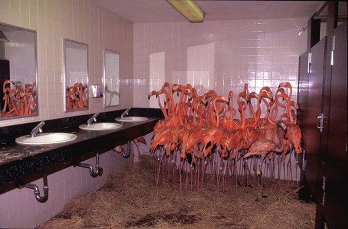 Flamingos huddle in the bathroom of Miami Metrozoo (later renamed Zoo Miami). Ron Magill along with the staff of then Miami Metrozoo) rounded up the flamingos and put them in the bathroom for safety against Hurricane Andrew in August 1992.