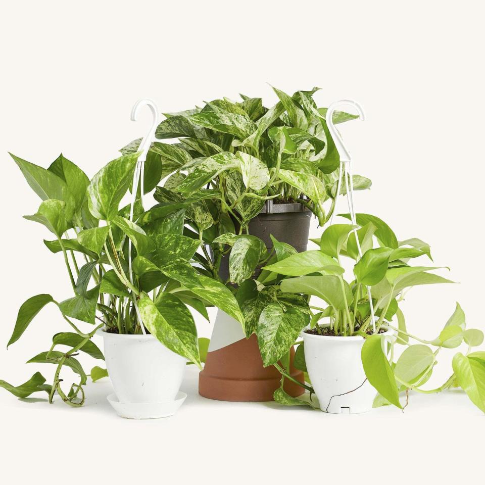 This undated image provided by the Horti houseplant subscription service shows golden, from left, marble and neon varieties of pothos plants. (Horti via AP)