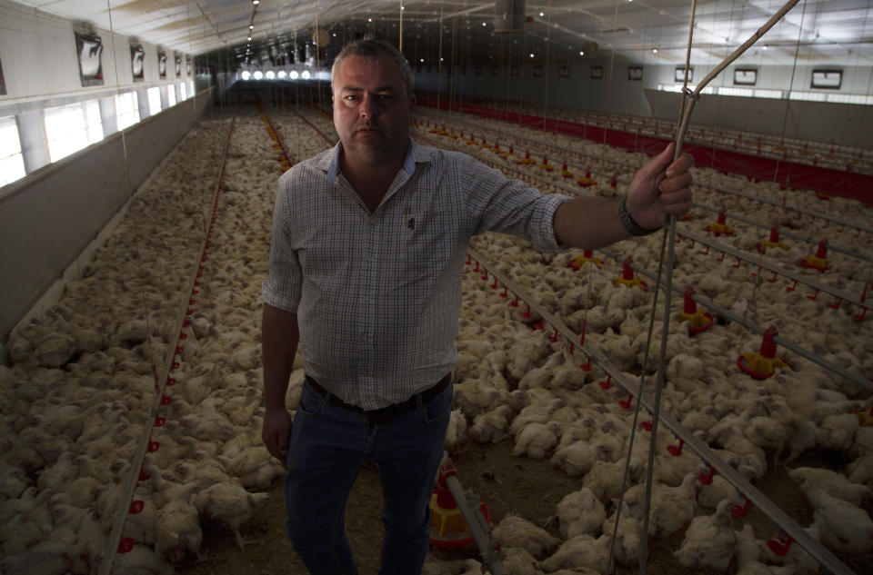 Chicken farmer Herman du Preez stands among thousands of his chickens in an electricity dependent run at his Frangipani farm near Lichtenburg Thursday March 23, 2023. In January some 40,000 thousands of his broiler chickens died when electricity failed causing the death of the livestock. (AP Photo/Denis Farrell)