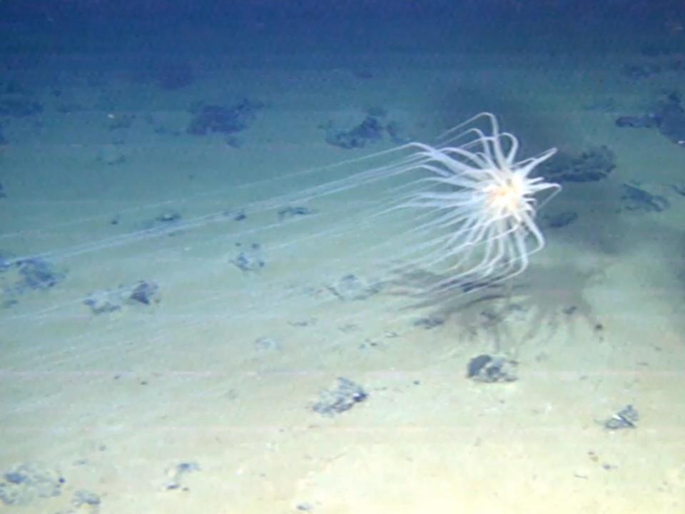 A deep sea creature with thin seven foot long tentacles.