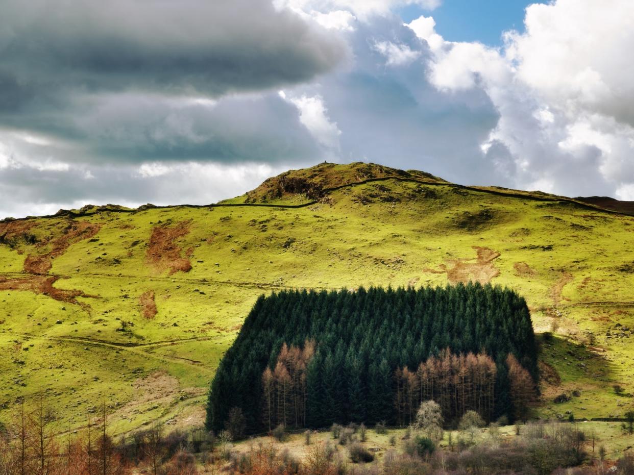 A larch forest in the UK. The government has been warned planting the wrong trees in the wrong places can have adverse impacts on soils, water quality, and biodiversity: Getty