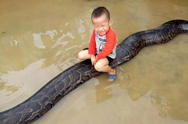 A fearless three-year-old boy laughs while straddling a six-metre python in ankle-deep floodwaters, in Vietnam. Picture: Viral Press