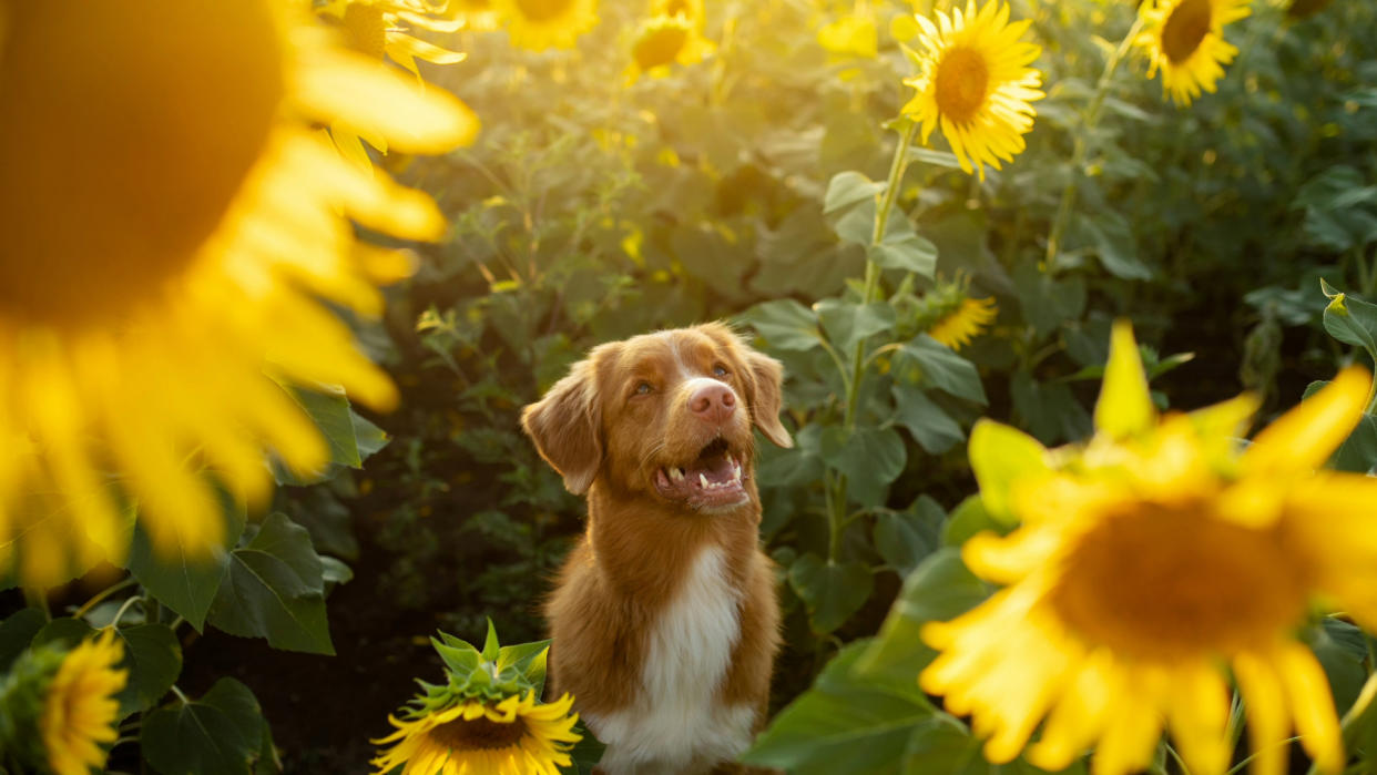  Brown dog sitting by the sunflowers in the sunshine. 