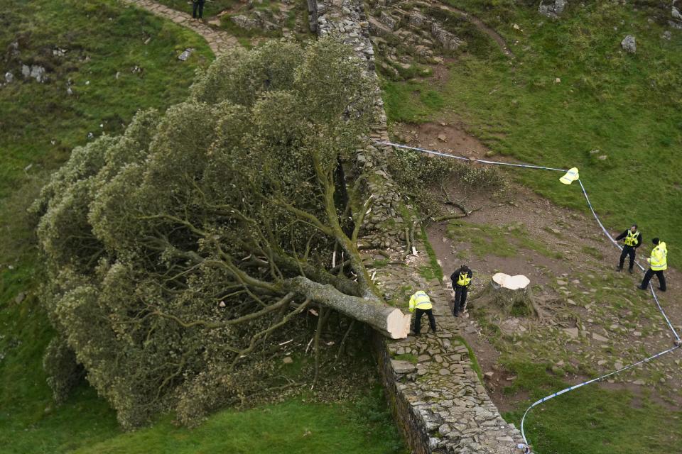 Police officers look at the tree at Sycamore Gap (Owen Humphreys/PA) (PA Archive)