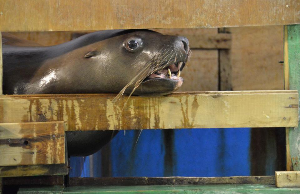 A sea lion looks out of its enclosure at an oceanarium at Russky Island in the far eastern city of Vladivostok, February 17, 2015. Prosecutors in Primorsky Krai last week launched an investigation into the death of at least six sea animals and fish at the local oceanarium where construction was stalled as a result of a corruption scandal, local media reported. The oceanarium was supposed to be completed by the time of the Asia Pacific Economic Cooperation forum in Vladivostok in September 2012. REUTERS/Yuri Maltsev (RUSSIA - Tags: ANIMALS BUSINESS CONSTRUCTION ENVIRONMENT SOCIETY)