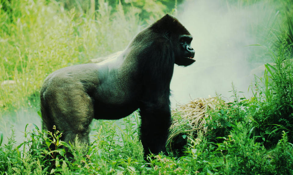 Eastern lowland gorilla