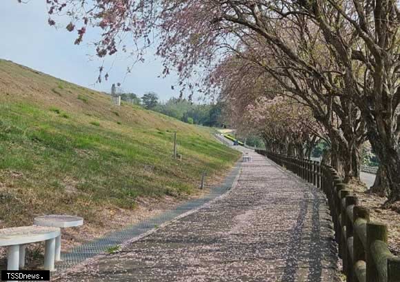 烏山頭水庫香榭大道南洋櫻盛開，淡粉色的南洋櫻綿延，粉黛層層疊疊非常迷人。（記者李嘉祥攝）