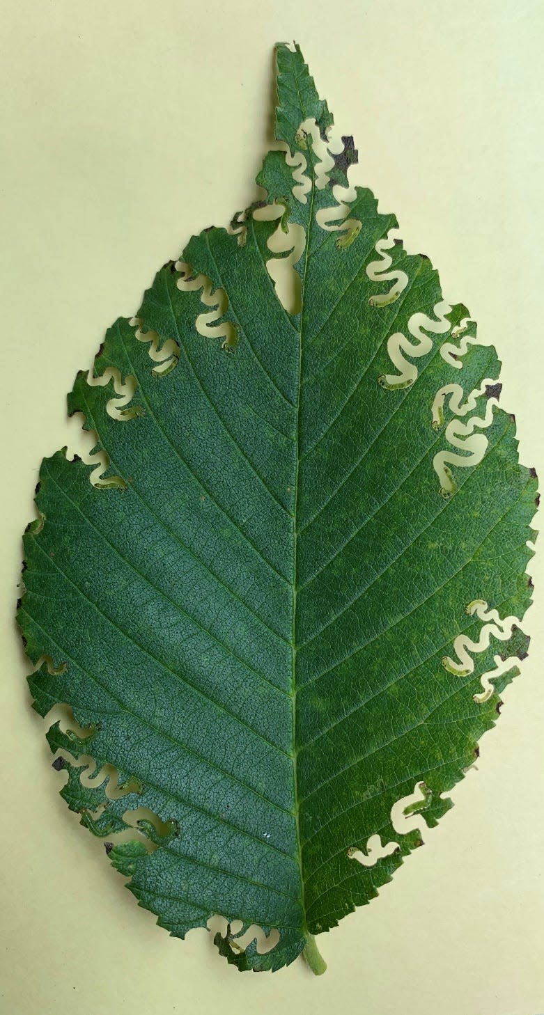 Signs of feeding by elm zigzag sawfly. Larvae can be seen within the zigzag patterns where they are feeding.