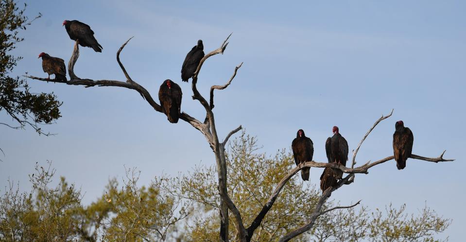 When hikers start to see turkey vultures and black vultures roosting in trees along the Myakka River State Park Wilderness Preserve trail, they are getting close to Deep Hole.