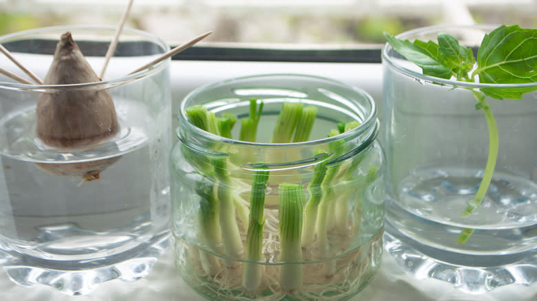 growing green onions in jar
