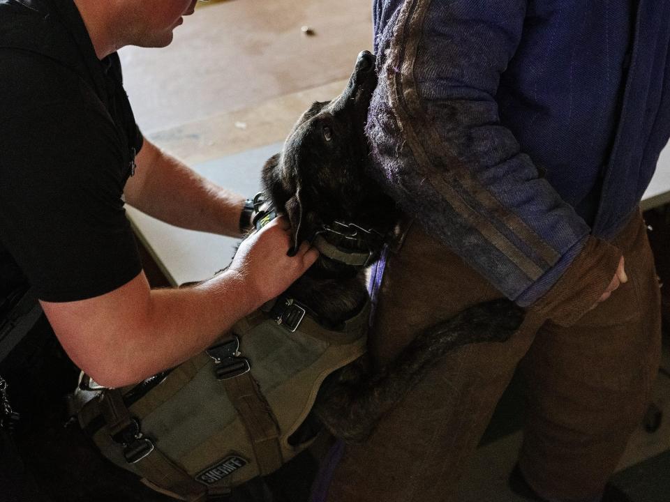 K-9 dog latches to a person in a protective suit as a trainer tries to get him off.