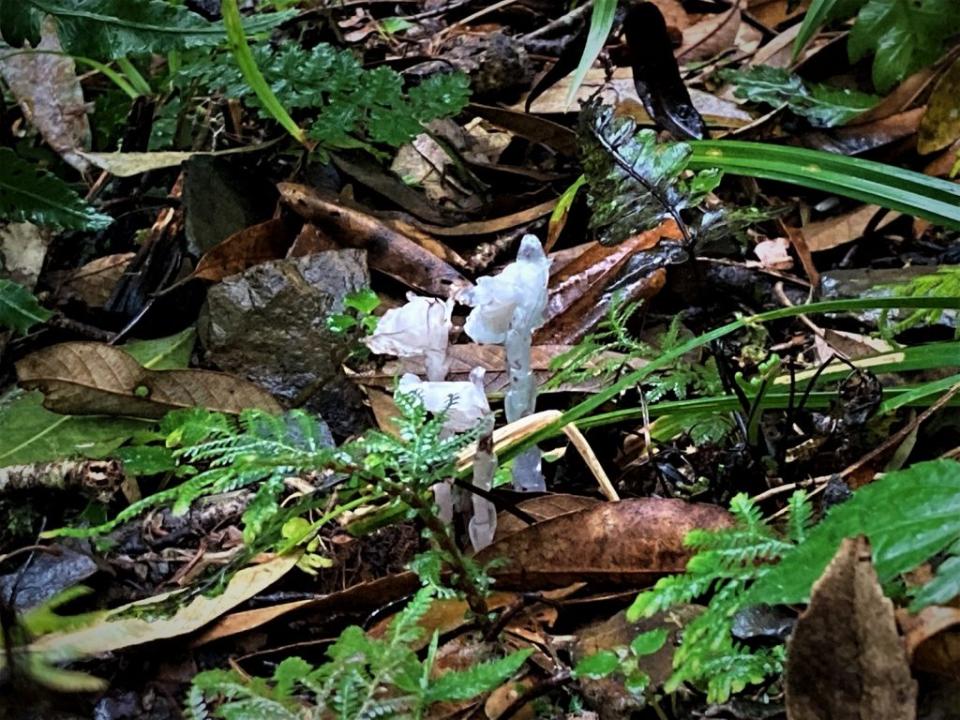 福巴越嶺步道發現的珍稀植物水晶蘭（右），與白尾鴝等生物。（新竹林區管理處提供）