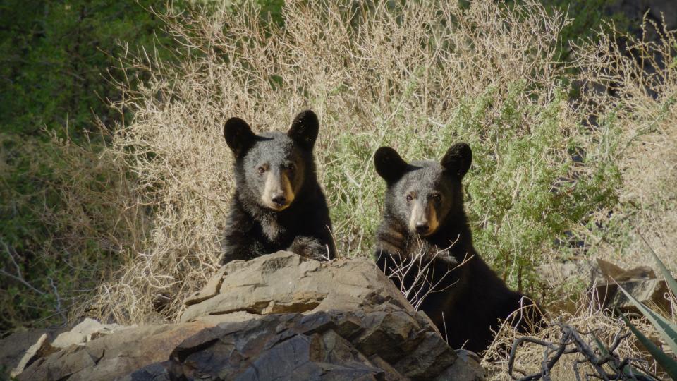 Black bears, long driven out of Texas, have started to return on their own to places such as the Big Bend area. Ben Masters' team filmed the efforts to study them, so humans might live side by side with them.