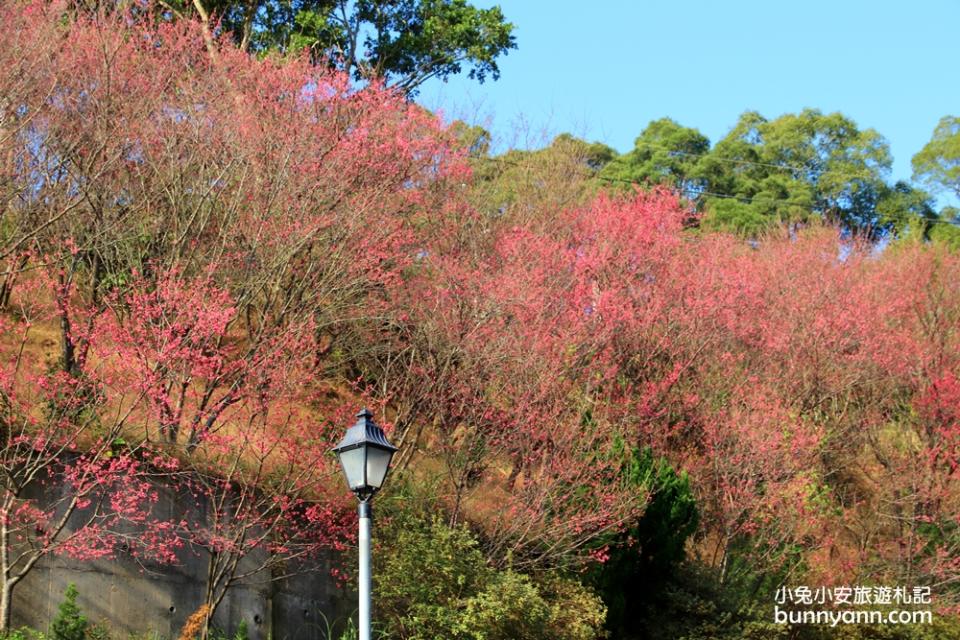 獅潭協雲宮，山林間的紅粉櫻花谷