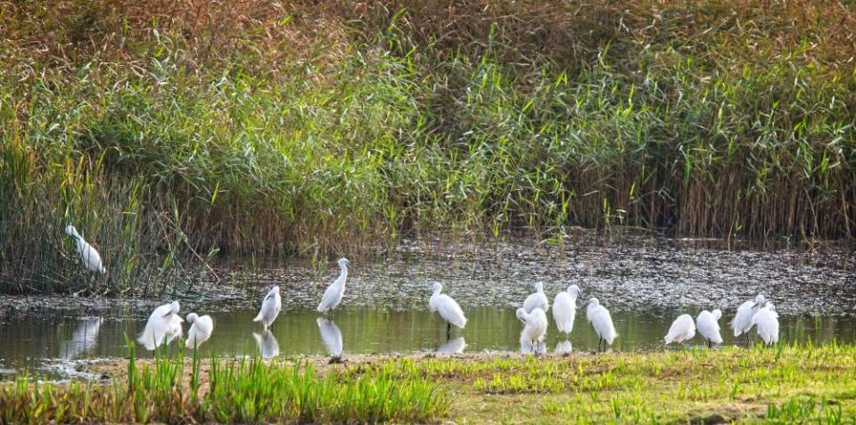 A flock of little egrets