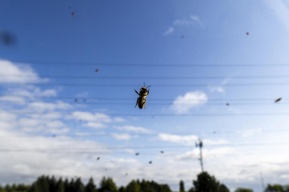 Bees buzz around after a truck carrying bee hives swerved on Guelph Line road causing the hives to fall and release bees in Burlington, Ontario, on Wednesday, Aug. 30, 2023. (Carlos Osorio/The Canadian Press via AP)