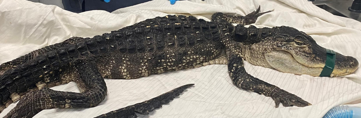 A 4-foot-long alligator was found in a Brooklyn park in New York City on Feb. 19. (District Council 37)