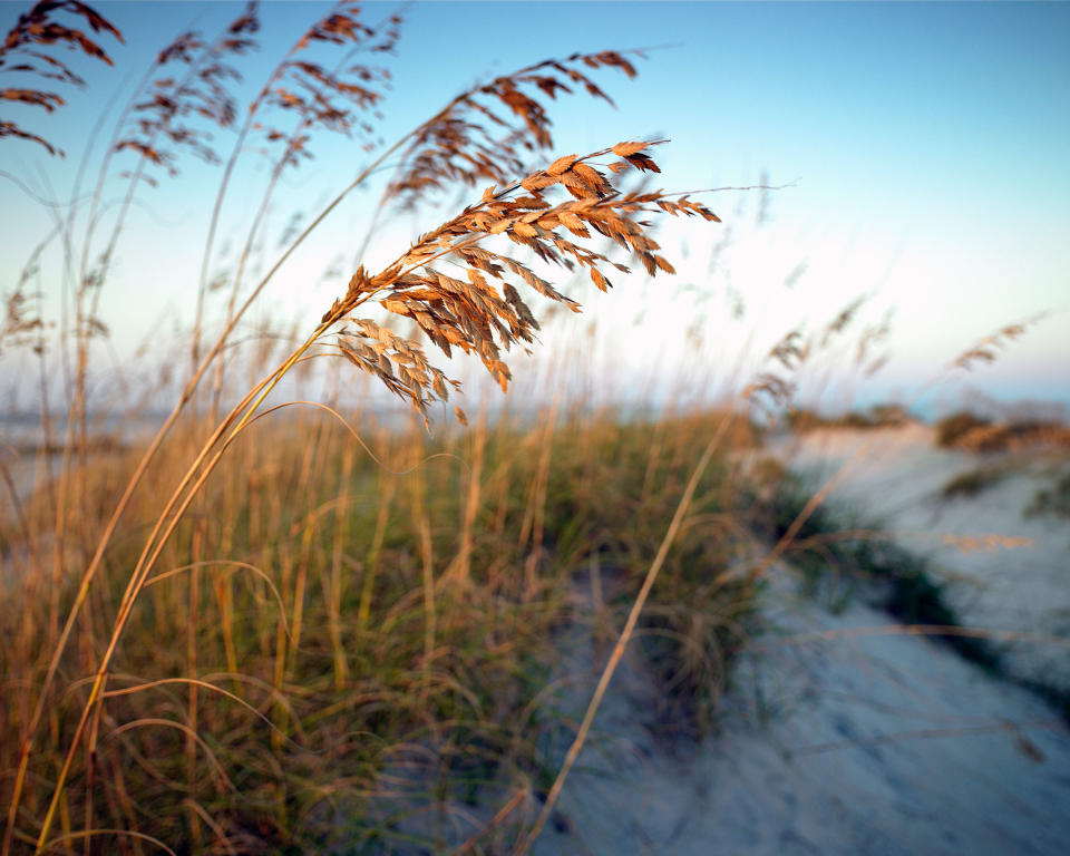 SEA OATS