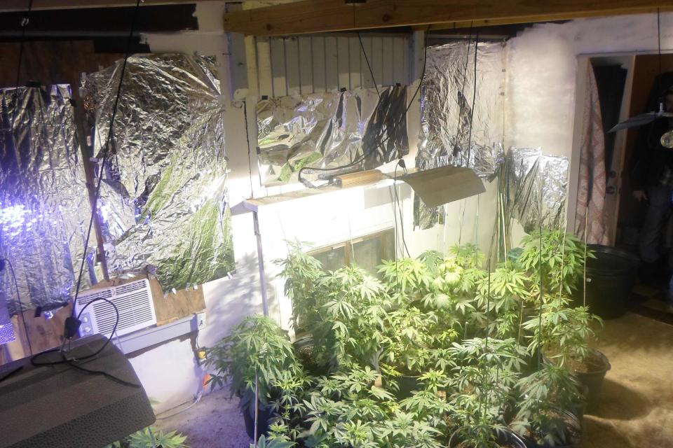 Marijuana plants found at the rented home of former fugitive Aubrey Lee Price in Marion County, Florida, is shown in this undated handout photo courtesy of the Marion County Sheriff's Department. Florida police discovered more than 200 marijuana plants at the rented home of a former Georgia bank director who was arrested December 31, 2013, 18 months after vanishing while under suspicion of embezzling $21 million. REUTERS/Marion County Sheriff's Department /Handout (UNITED STATES - Tags: CRIME LAW) FOR EDITORIAL USE ONLY. NOT FOR SALE FOR MARKETING OR ADVERTISING CAMPAIGNS. THIS IMAGE HAS BEEN SUPPLIED BY A THIRD PARTY. IT IS DISTRIBUTED, EXACTLY AS RECEIVED BY REUTERS, AS A SERVICE TO CLIENTS