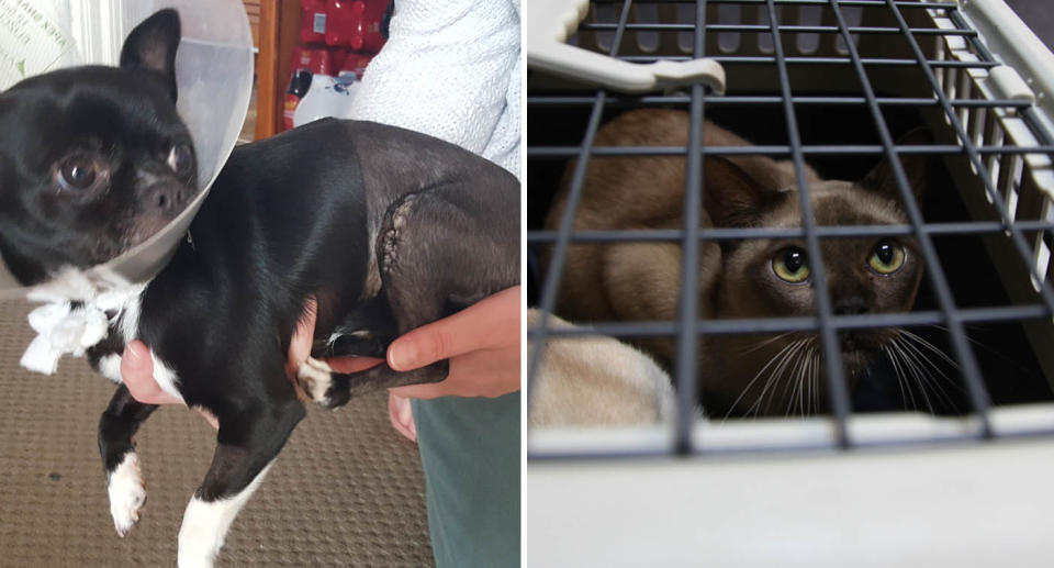 A photo of Bobby the chihuahua who presented to the vet after being kicked in the leg and having his femur fractured. A photo of a cat that was surrendered along with 80 others from a rural property in Victoria.