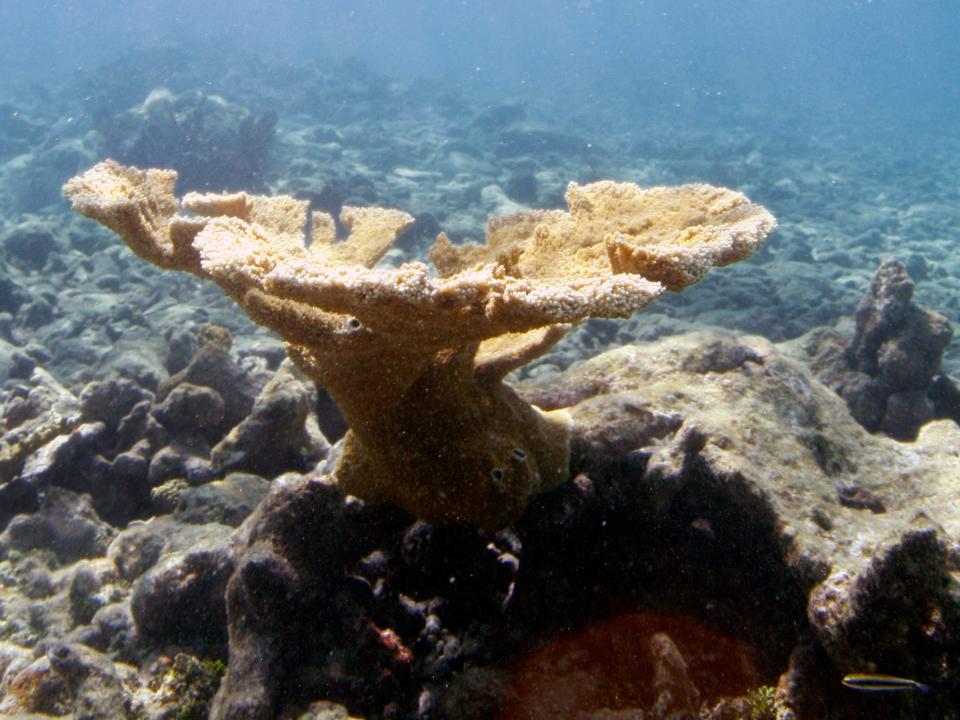 elkhorn corals