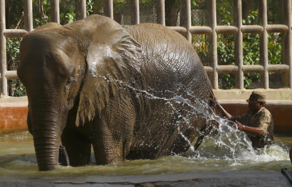 An elephant cools off at a zoo in Karachi, Pakistan on 31 March. (EPA)