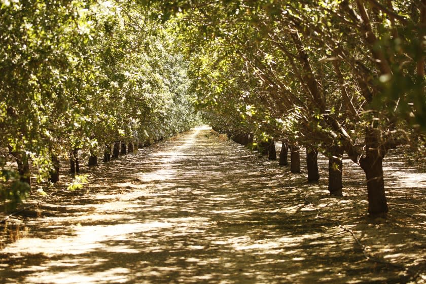 MARICOPA, CA - JULY 17, 2019 Almond orchards at Maricopa Orchards known for almonds and citrus at the southern end of the San Joaquin Valley in Kern County which is in the process of converting acres of farmland to solar farms. A new report from the Nature Conservancy makes the case that most of the solar California will need to meet its clean energy targets should be built on agricultural land, due to the environmental sensitivity of other types of land. Building solar on farmlands could also help Central Valley farmers comply with coming restrictions on groundwater extraction. (Al Seib / Los Angeles Times)