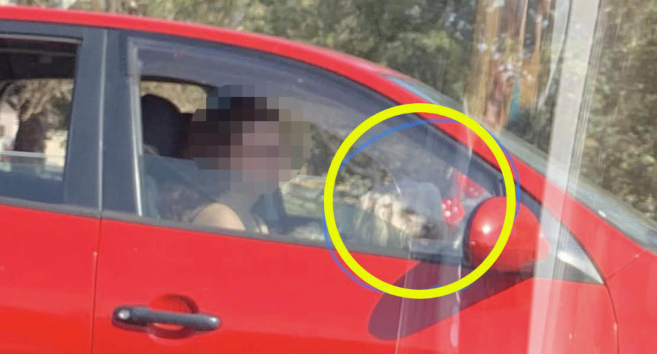 The woman was caught driving with her dog leaning on the steering wheel on a freeway in Perth.