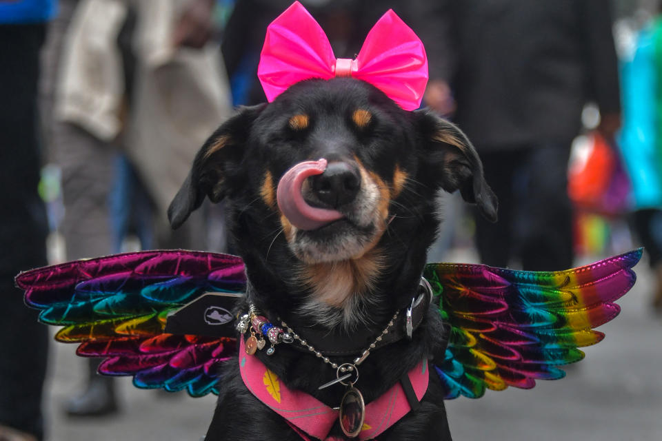 巴西聖保羅（Sao Paulo）一年一度的LGBTQ（同性戀、雙性戀、跨性別及酷兒）驕傲遊行19日登場，就連寵物也盛裝出席。（圖片來源：Getty Images）