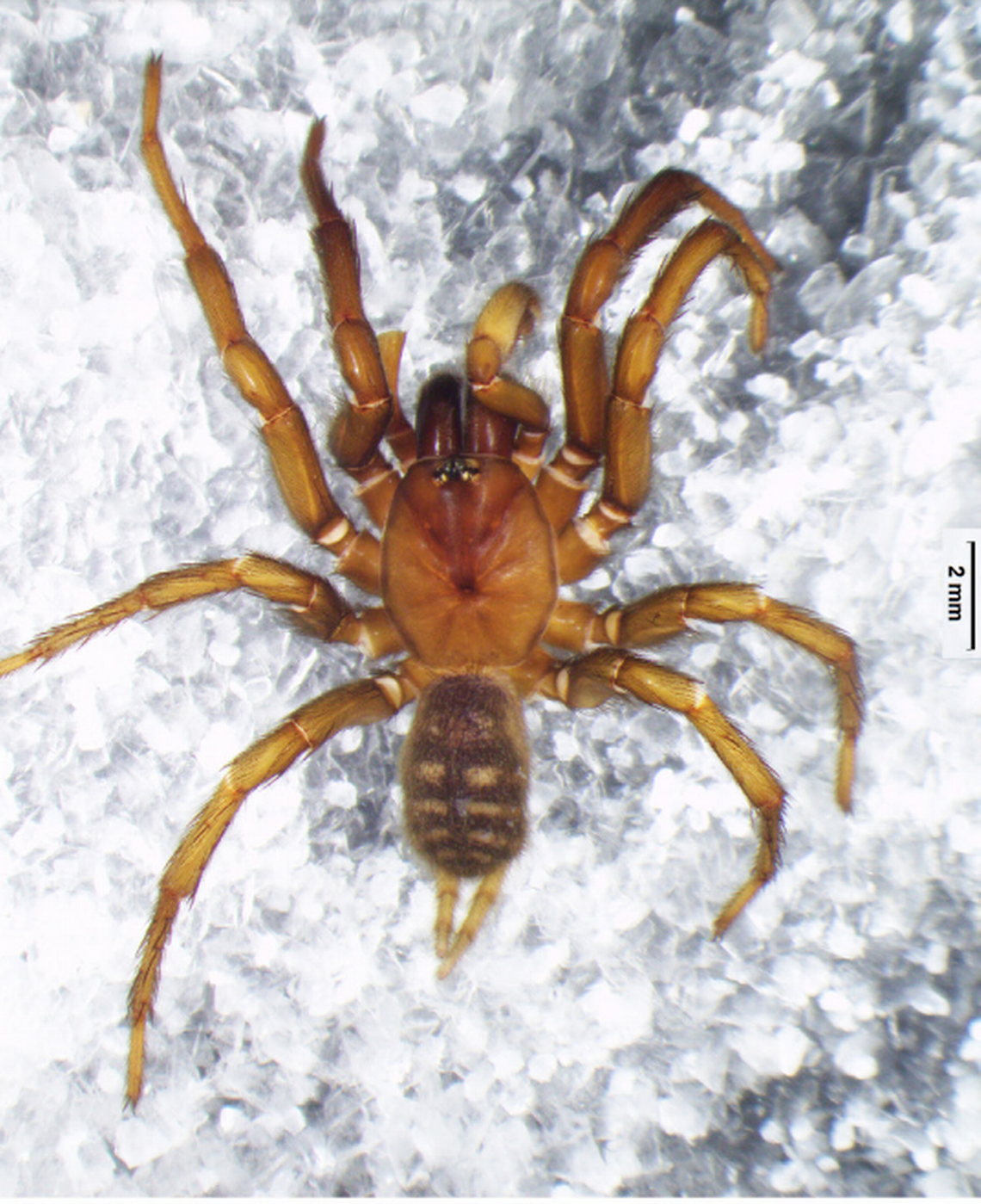 Macrothele nullispine Photo from the European Journal of Taxonomy