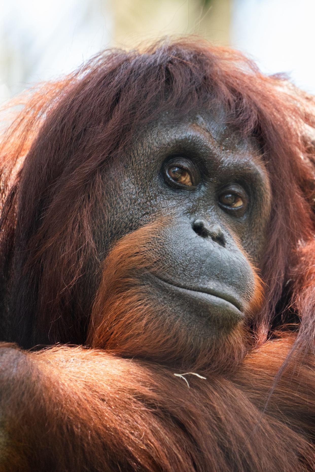 Deedee the orangutan at the Naples Zoo