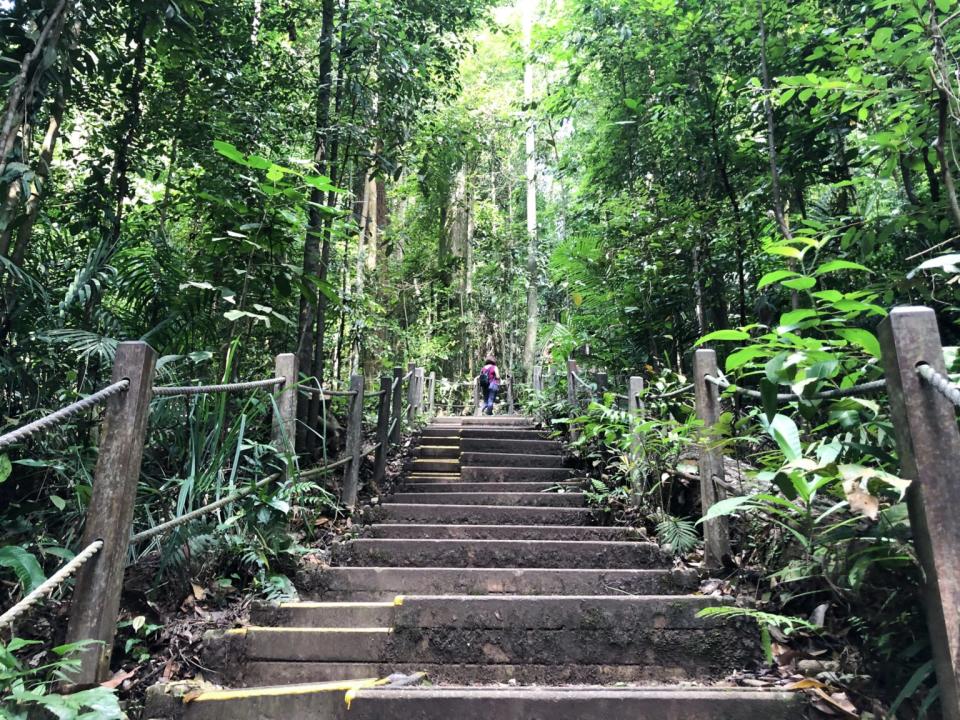 property-near-popular-parks-in-singapore-bukit-timah-nature-reserve (1)