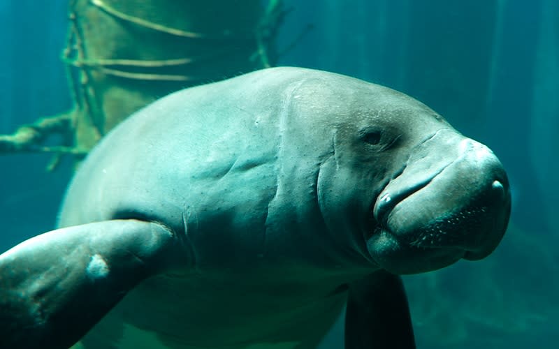 amazon manatee - getty