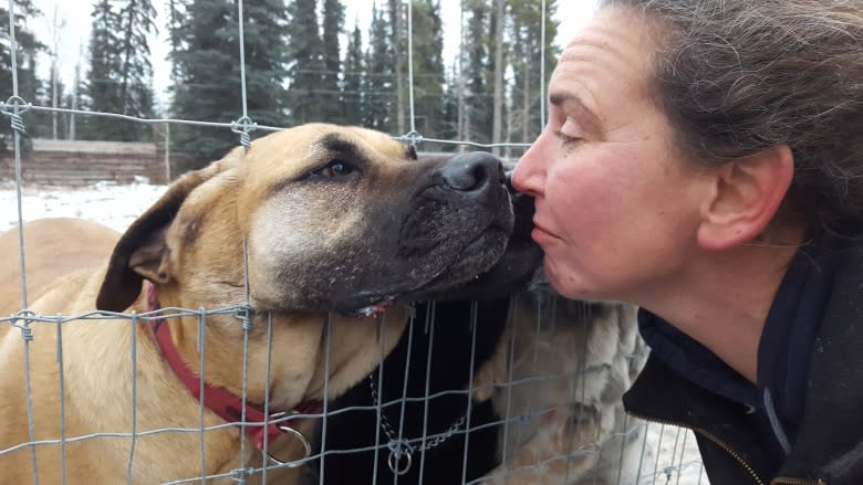 The dogs will go, says Yukon kennel owner as court battle escalates