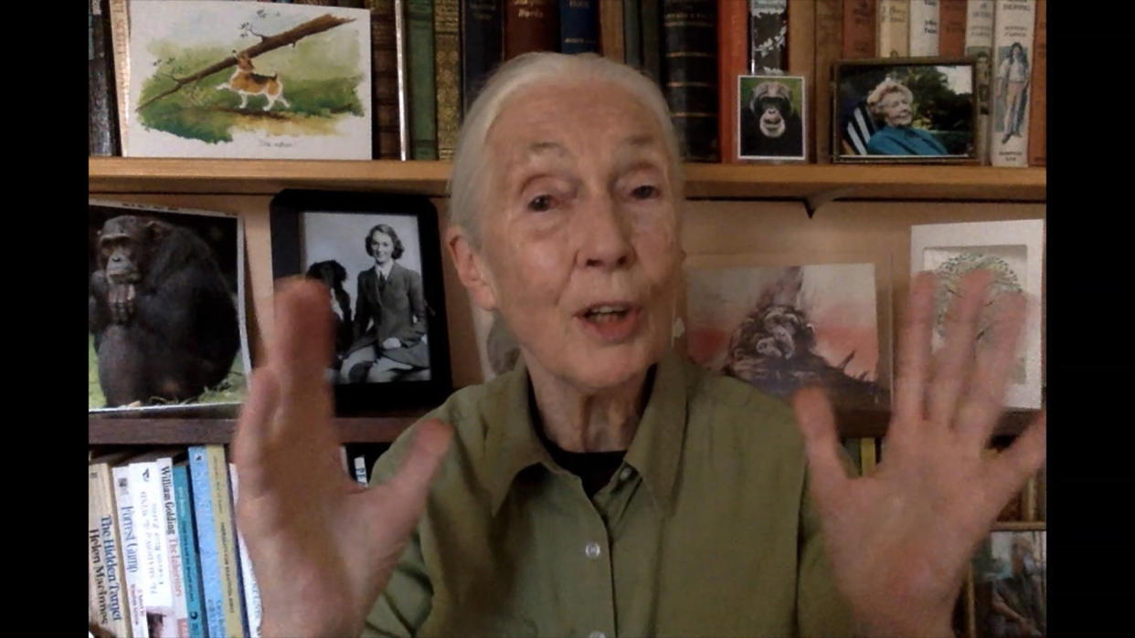 Jane Goodall speaks via video from her home for a Greentech Festival event last September in Berlin. The pandemic curtailed her travels but not her devotion to spreading her message. "Just sitting where you see me now, the same background, reaching out to the world.&rdquo;  (Photo: Getty Images for Greentech Festival)