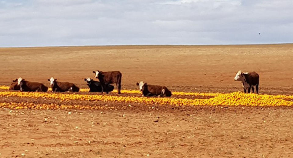 Drought cows eating oranges Moorook, South Australia, Australia . Source: Facebook/Robyn Schulz