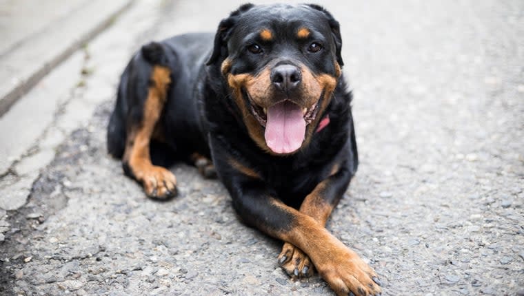 Dispelling the Top 5 Misconceptions Around Rottweilers