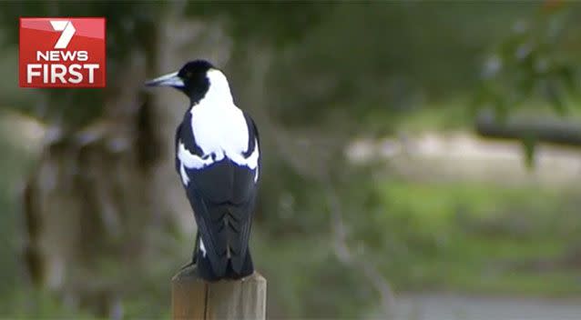 Magpie season continues through until October, wildlife experts say. Source: 7 News