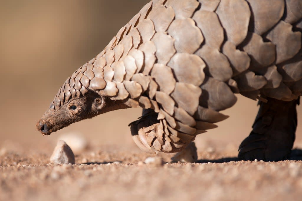 The pangolin has been dubbed the ‘most trafficked mammal in the world’ by the WWF  (iStock/ PA)