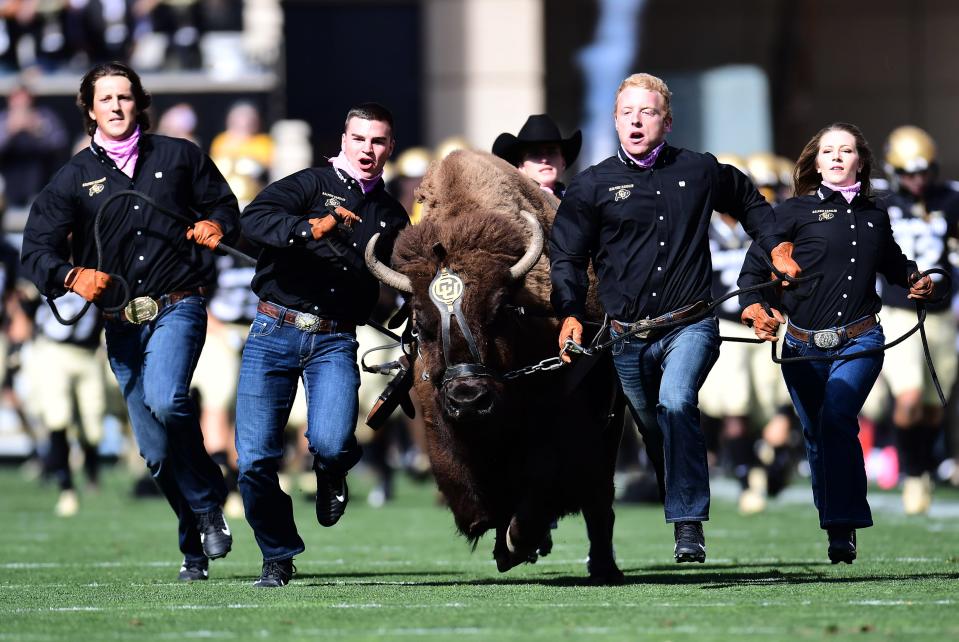 Colorado mascot Ralphie the Buffalo is run onto Folsom Field before the team's game Arizona.