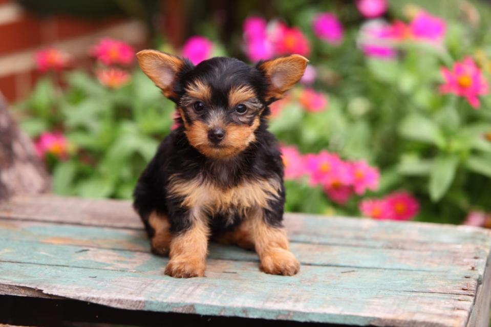 Yorkshire Terrier Yorkie puppy sitting on wooden bench. Pink flowers blurred in background.