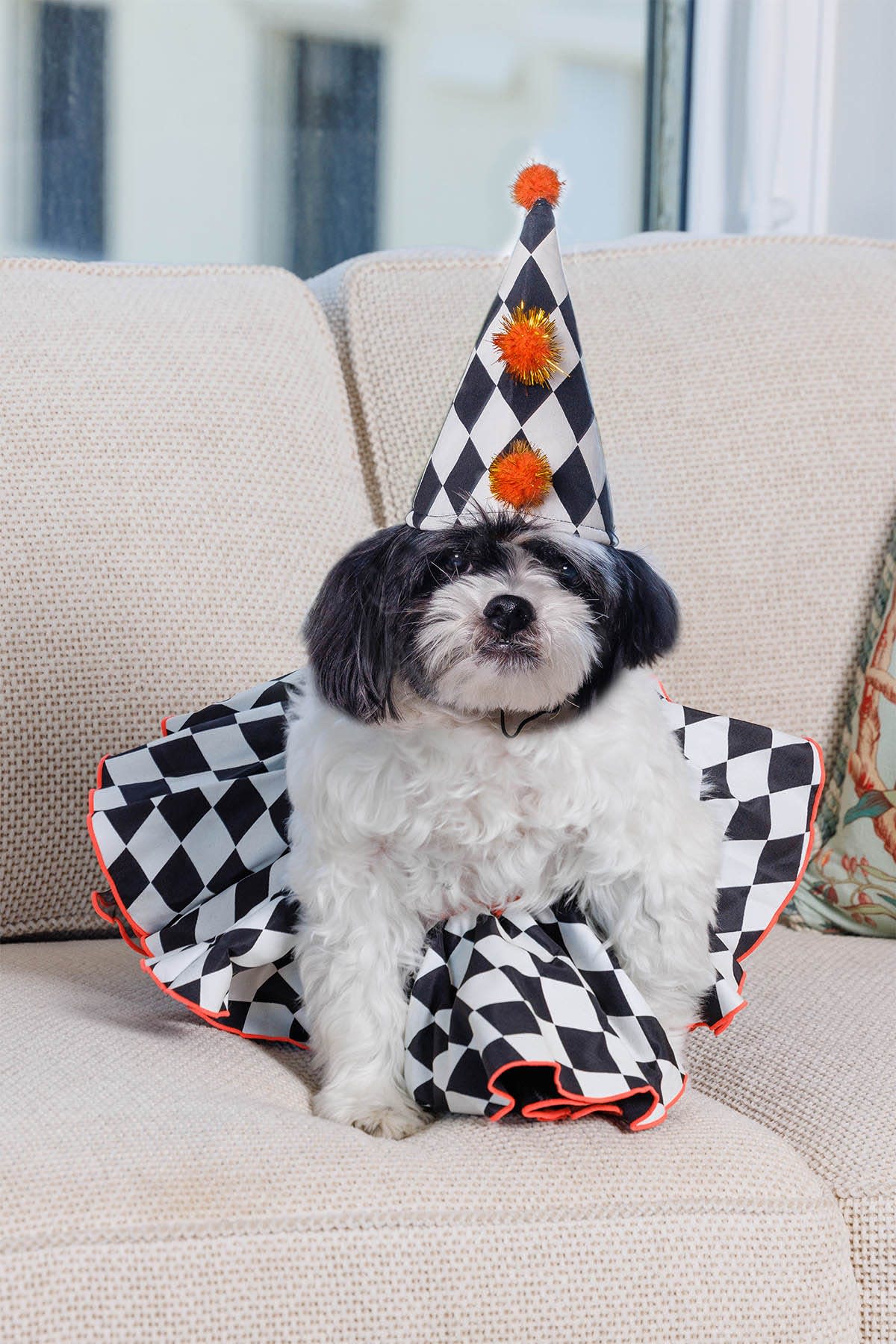 Martini, a Maltese-Shih Tzu owned by Palm Beacher Arlette Gordon loves Halloween because it gives the 11-year-old a chance to wear one of her many costumes.