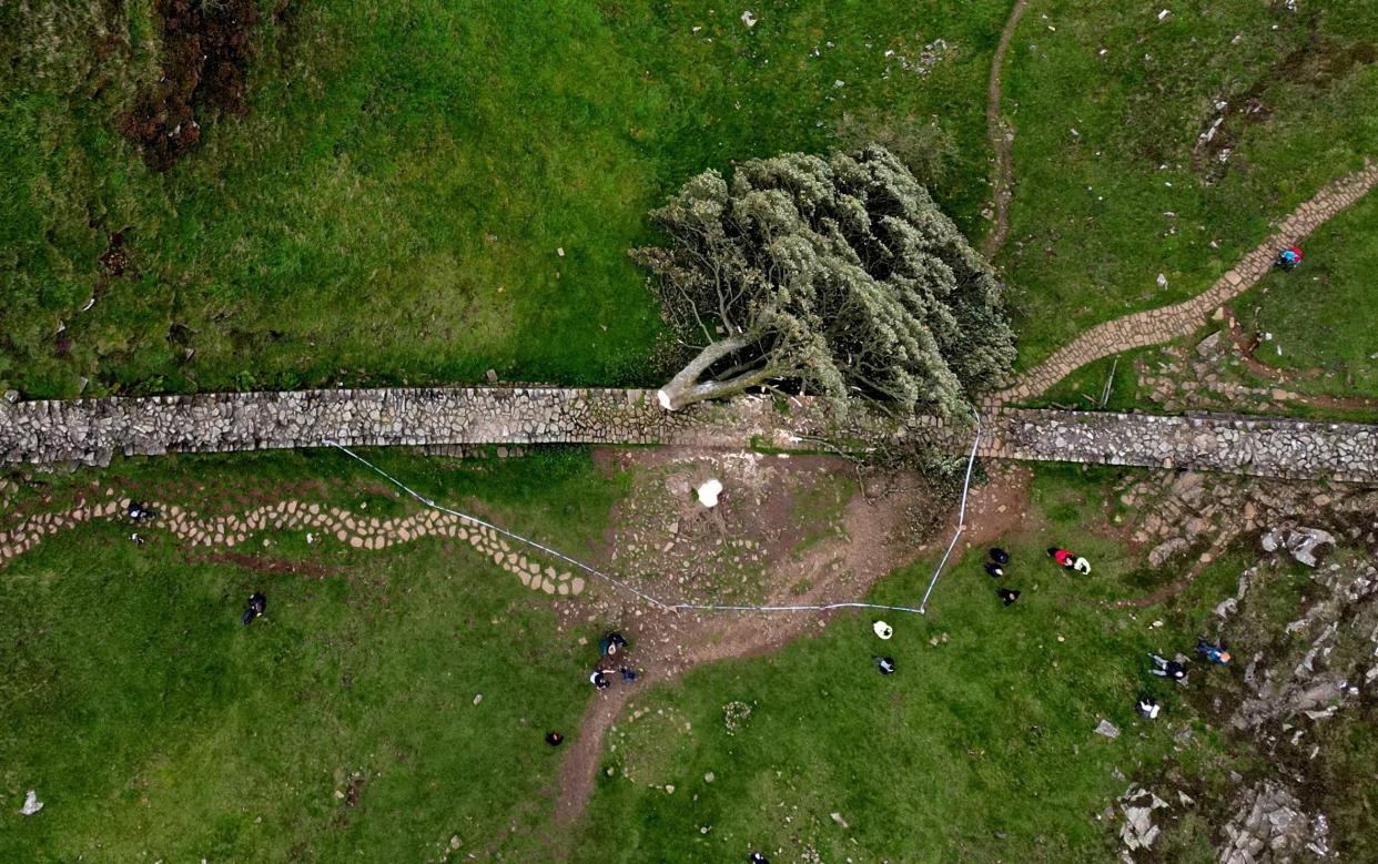 The felled Sycamore Gap tree in Northumberland National Park