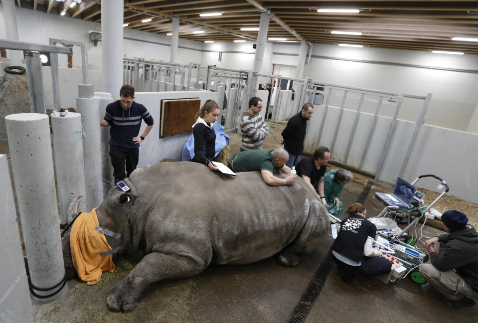 Team of experts harvests eggs from female southern white rhino, 17-year-old Hope, at a zoo park in Chorzow, Poland, Wednesday, Feb. 13, 2019. (AP Photo/Petr David Josek)