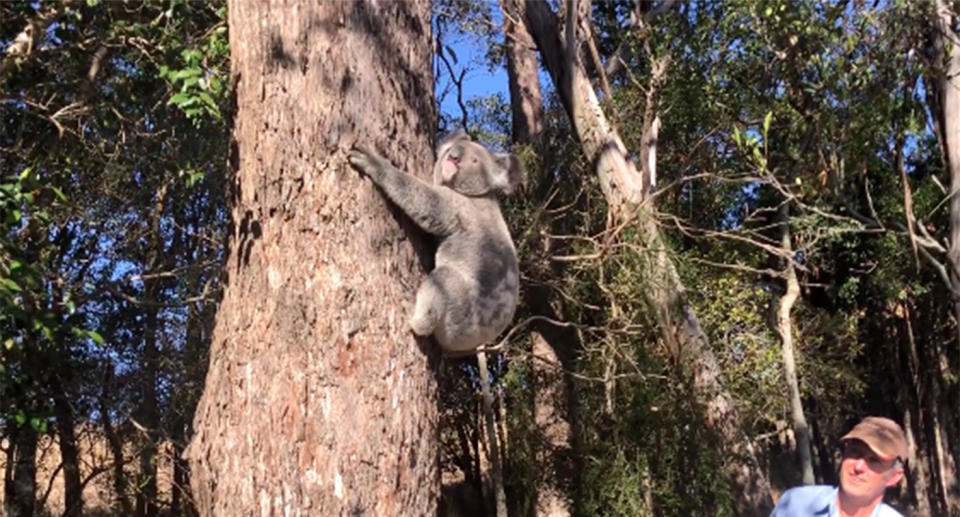 Koala rehomed in Toowoomba Queensland after cattle livestock farm attack.