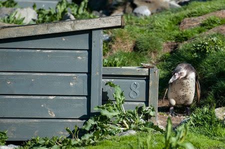 A Humbolt penguin is seen in its habitat at an aquarium where three baby penguins were stolen, in Aalesund on Norway's west coast, May 15, 2015. REUTERS/Marius Simensen/NTB Scanpix