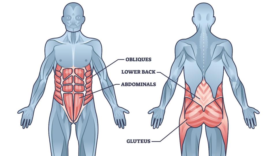 Image of core anatomy